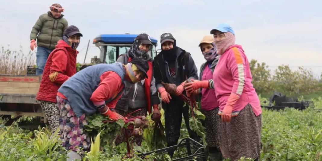 Kırmızı elmasta hasat heyecanı! Lezzeti kadar sağlığa faydası da çok: 40 TL’den kapış kapış satıyor 1